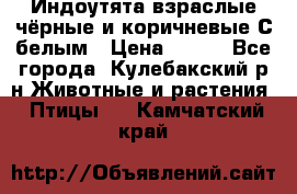 Индоутята взраслые чёрные и коричневые С белым › Цена ­ 450 - Все города, Кулебакский р-н Животные и растения » Птицы   . Камчатский край